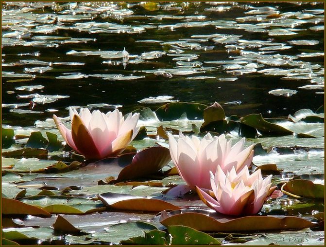 Swamp lily photo