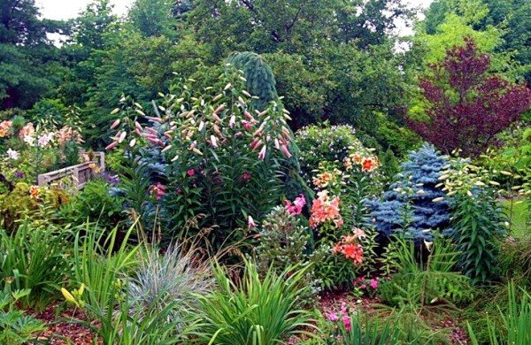 Лили ще се превърне в украса на всяка крайградска зона или градина