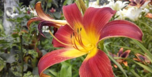 Lily: viral diseases and treatments