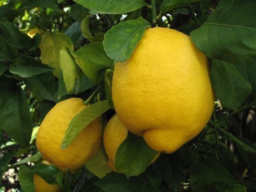 Lemon Lisabona