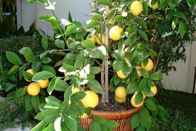 Снимка на лимон на Майер с плодове