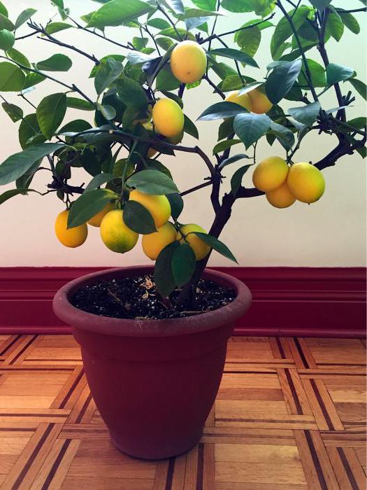 Meyerova citronová domácí péče