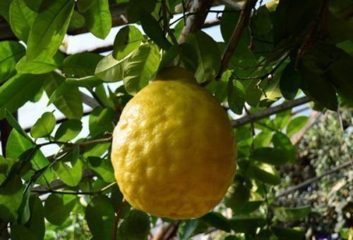 Neuseeländische Zitrone
