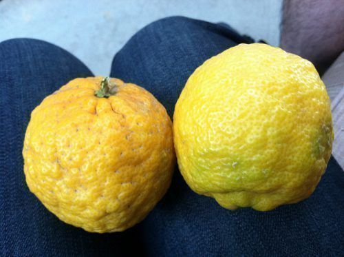 Ponderosa citron