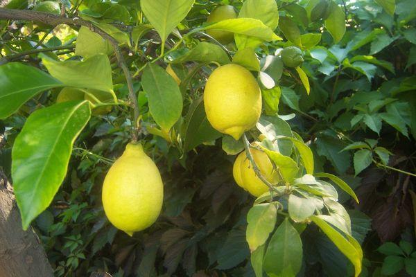 Ташкентски лимон - Сам-Вилидж