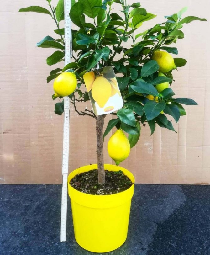 Lemon tree (Citrus limon). Photo