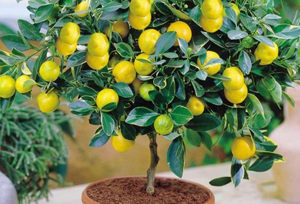 Pots lemon tree