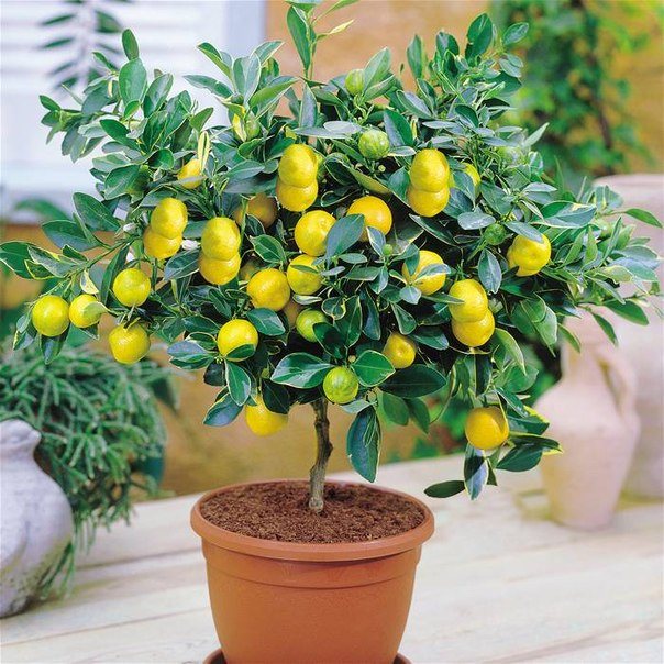 Лимоново дърво