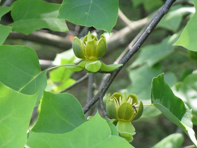 Liriodendron chinezesc