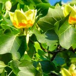 Liriodendron - شجرة الخزامى