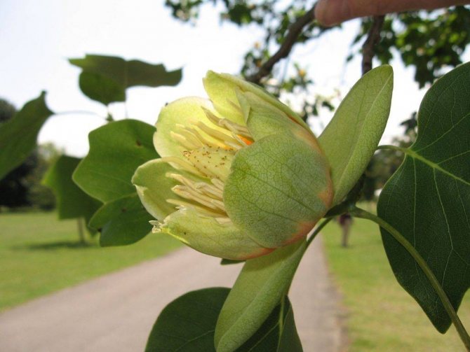 Liriodendron tulip in the suburbs