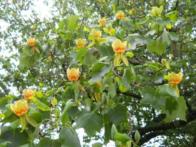 Liriodendron - isang kamangha-manghang galing sa ibang bansa