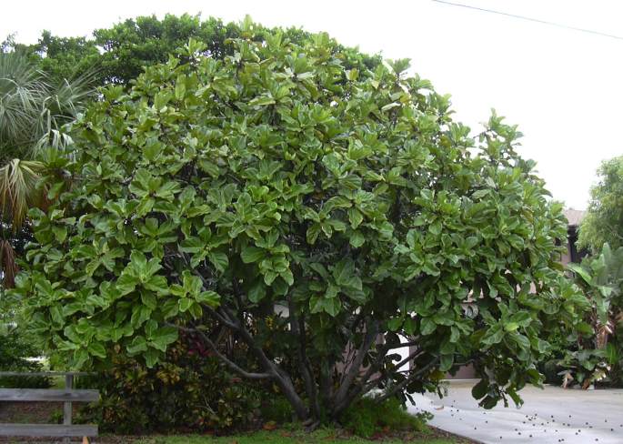 Lyre ficus also grows as a free-standing tree