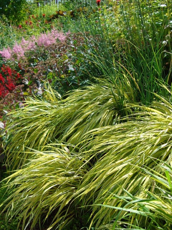 Foxtail or Akalifa: who is who, photos of plants, cultivation, care