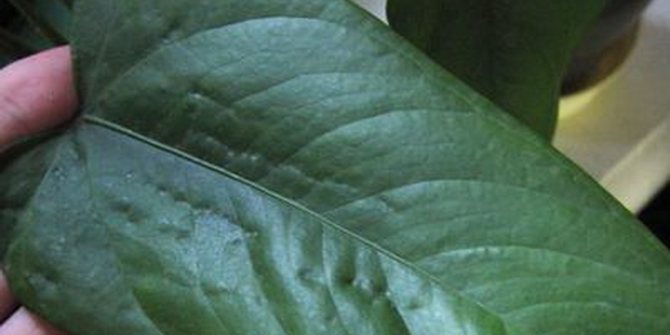 Anthuriumblad infekterat med trips