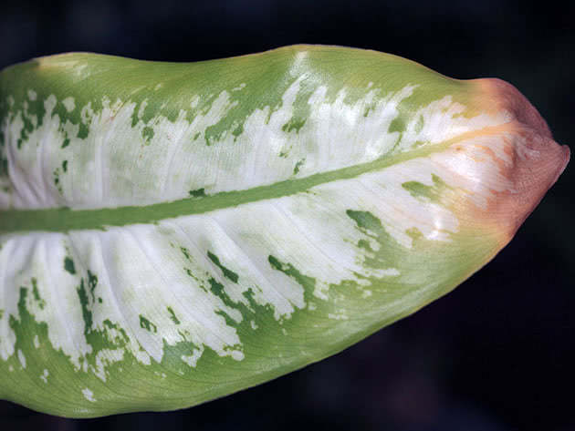 Dieffenbachia leaf turns yellow