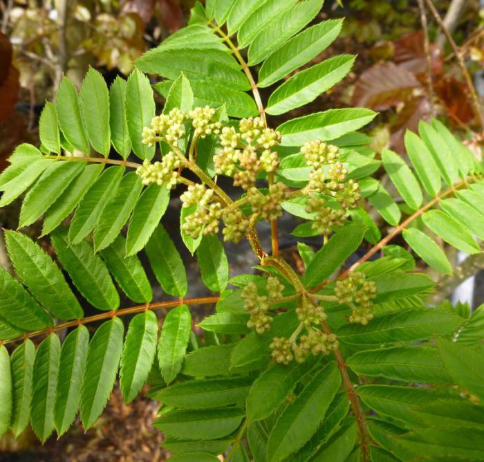 Rowan leaf photo