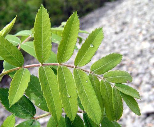 Rowan leaf complex or simple