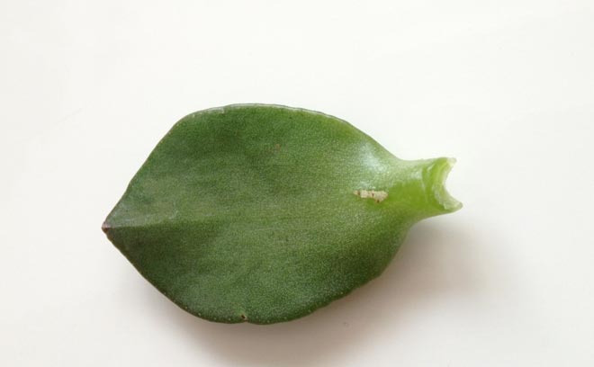 fatty leaf