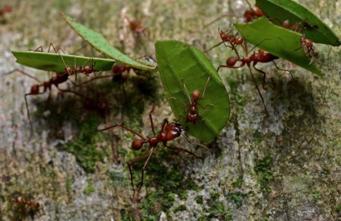قواطع أوراق أنواع النمل