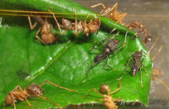 Листорези мравки