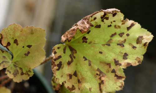 nématode des feuilles