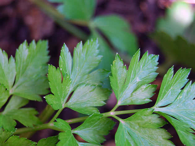 Leaf parsley - planting and care