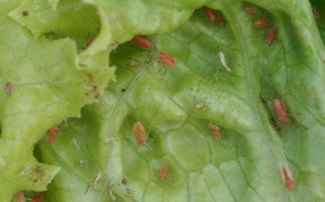 leaf aphid