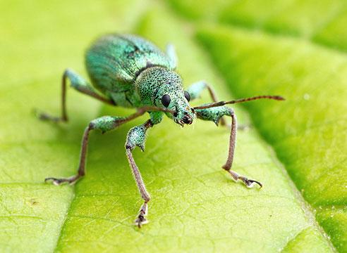 daun kumbang