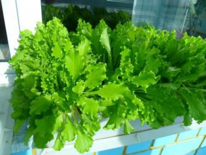 Salad daun