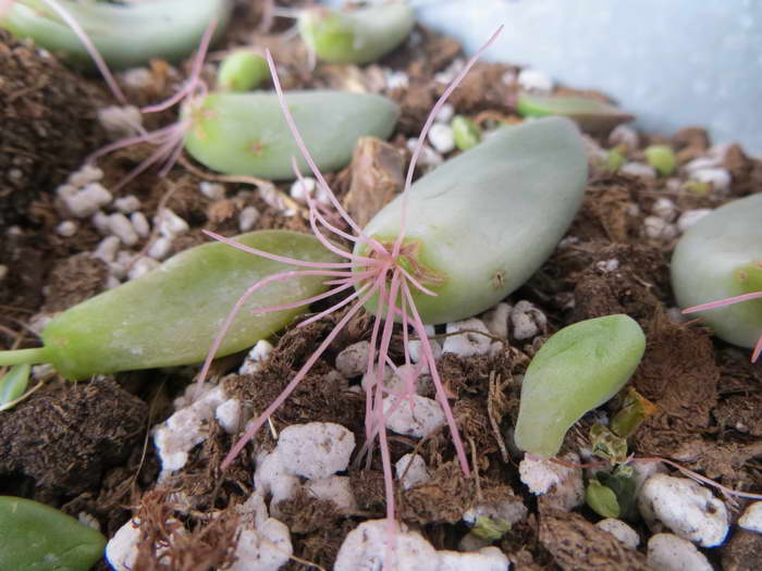 Leafy cuttings of pachyphytum with roots photo