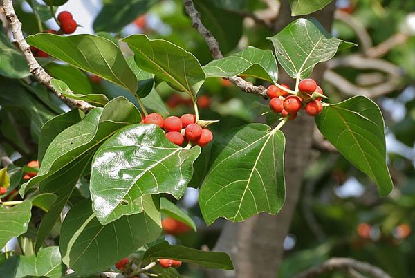 Listy a plody borovice fikusové