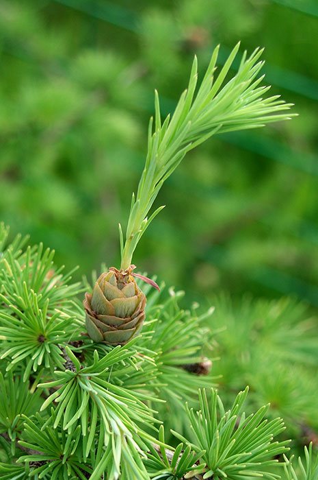 larch, seed propagation of larch, larch cone, larch cone with tufted