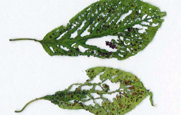 Aprikosblad som påverkas av clasterosporium