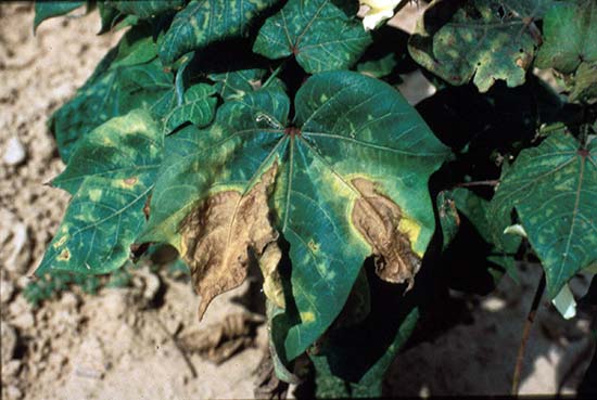 Fungus-affected eggplant leaves