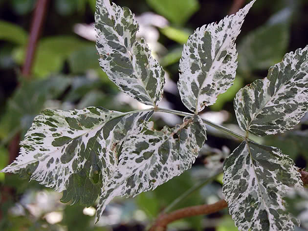 Elderberry leaves