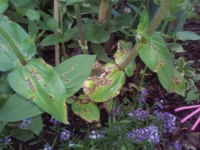 Zinnia leaves affected by disease