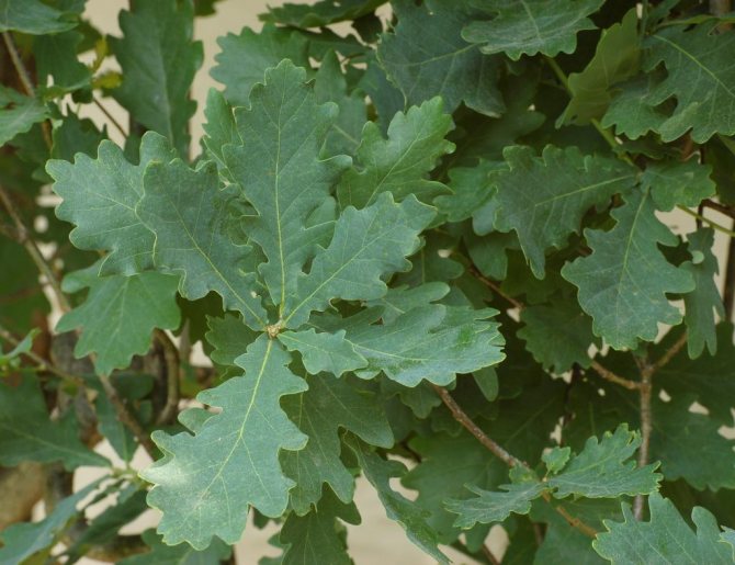 English oak leaves