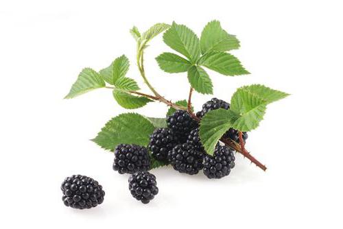 daun blackberry mempunyai sifat berguna dan kontraindikasi untuk wanita
