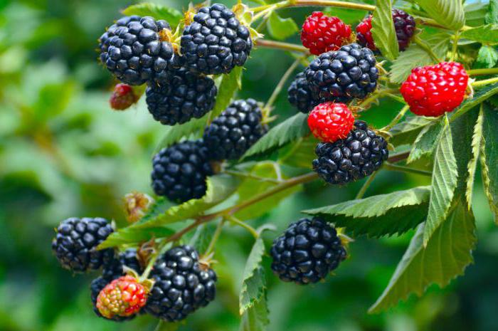 daun blackberry mempunyai sifat dan kontraindikasi yang berguna