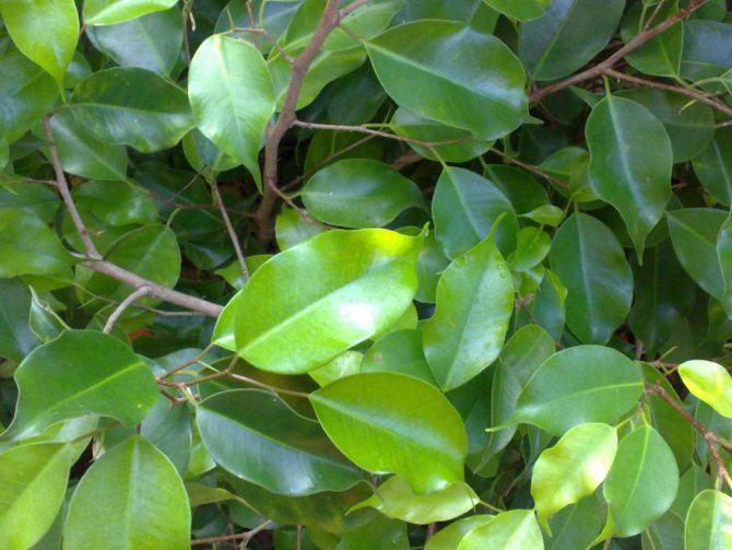 Ficus Benjamin Leaves