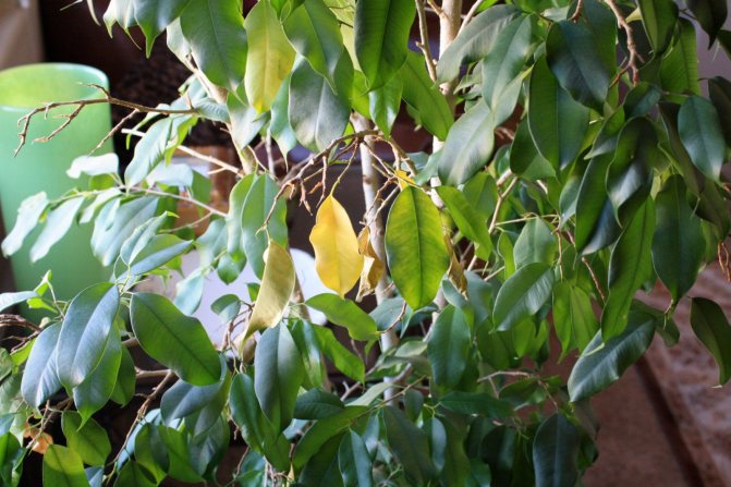 Ficus leaves fall