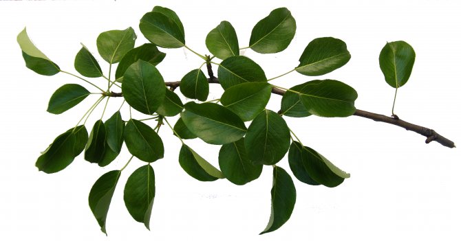 Pear leaves