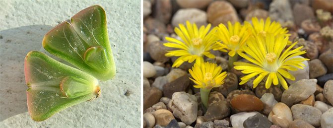 Lithops leaves and flowers