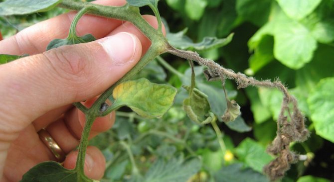 Leaves and stem of a tomato affected by gray rot