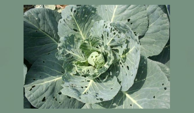 Cabbage leaves eaten by slugs or caterpillars