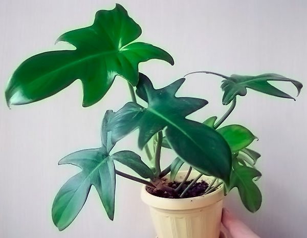The leaves of the radiant philodendron are also very original.