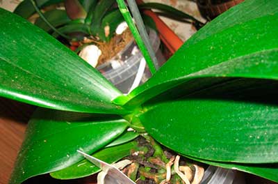 leaves-orchids-phalaenopsis-photos