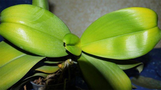 orchid leaves