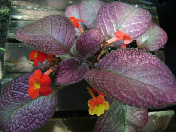 Listy s fialovým odstínem a jasnými květy.